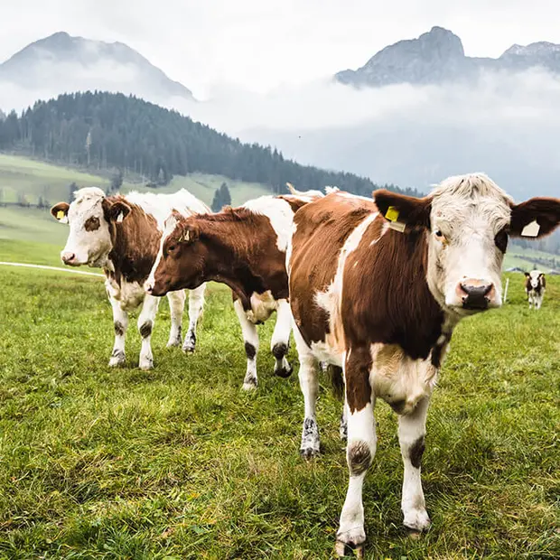 Стадо крави на поляна в планината