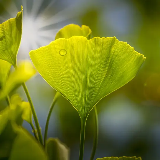Зелени листа на гинко билоба