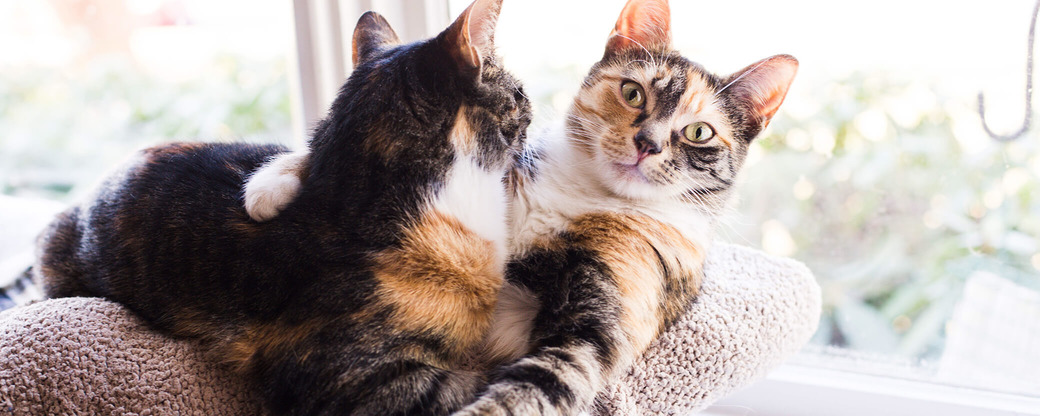 Zwei Katzen in Korb vor Fenster