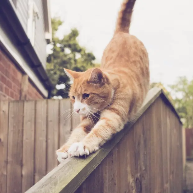 Рижава котка се разтяга на дървена ограда
