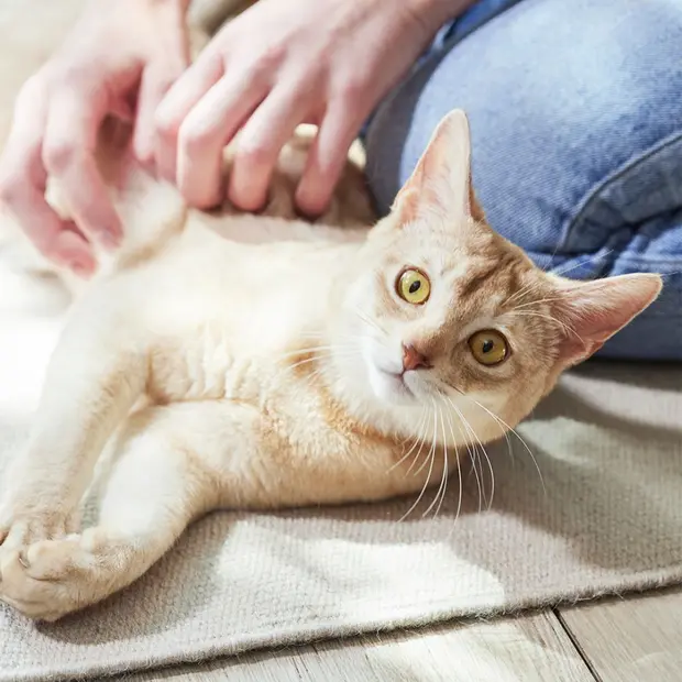 Котка, която е легнала и човек си играе с нея