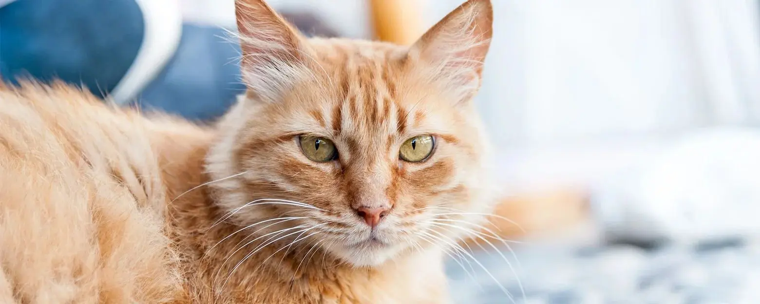 Оранжева котка, която лежи