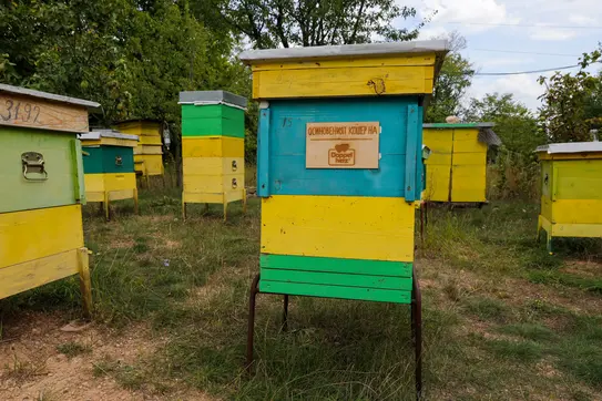 Осиновен кошер на Допелхерц от Истински мед