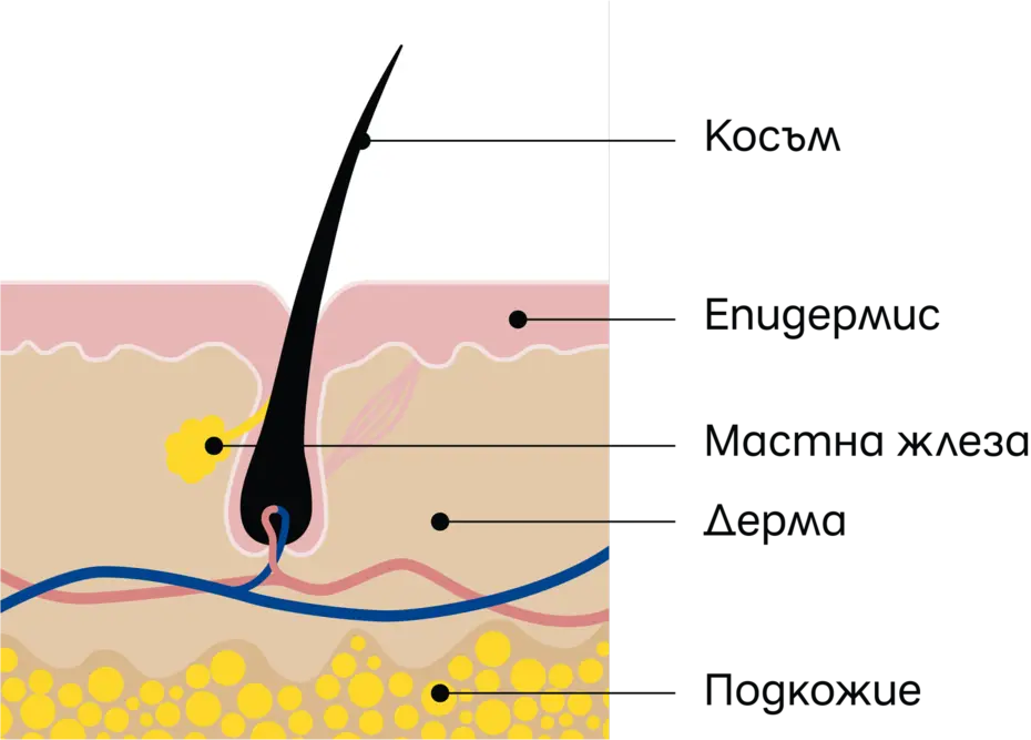 Схема на космен фоликул