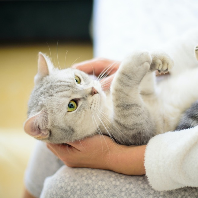 Котка с сива козина и зелени очи лежи в ръцете на човек. Животното изглежда спокойно и игриво, показвайки своите лапи. Фонът е размазан, със светли цветове, което подчертава детайли на котката и нейната обстановка на комфорт.