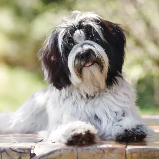 Куче от порода Тибетски териер лежи спокойно на веранда