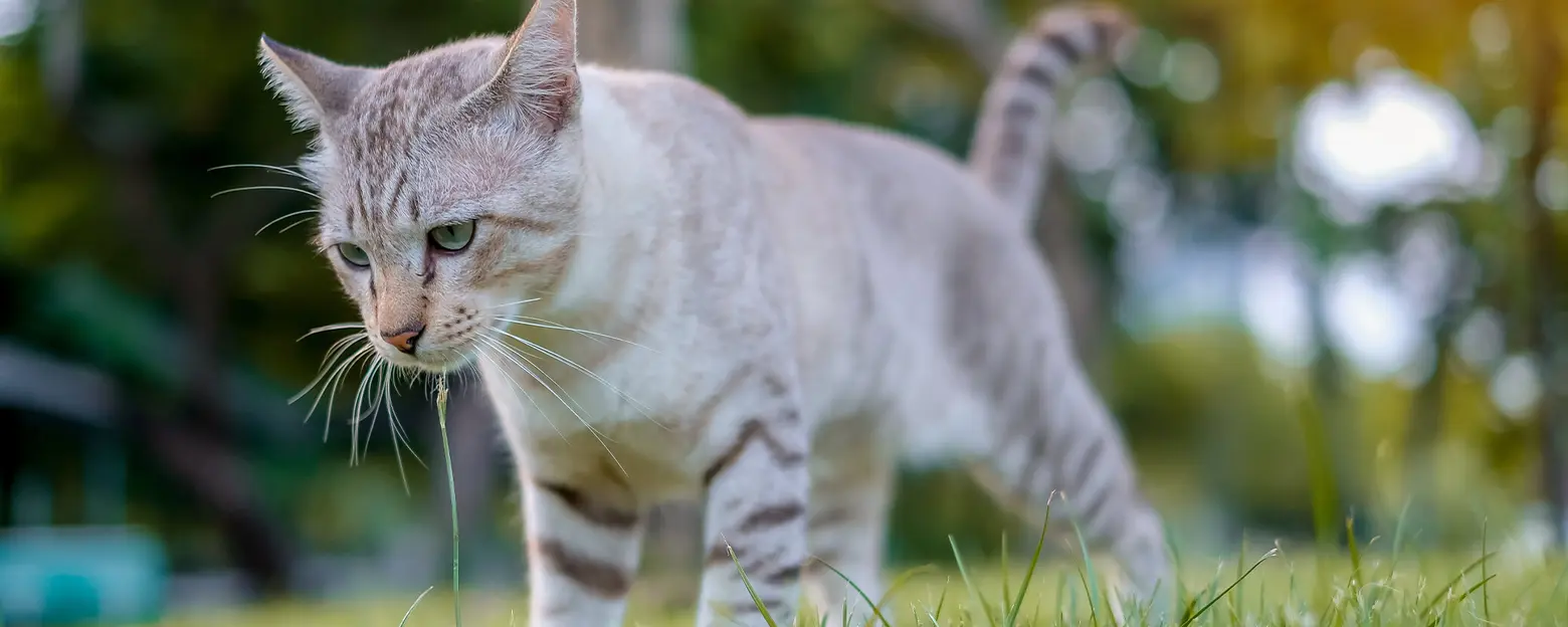 Котка, която се разтяга в тревата
