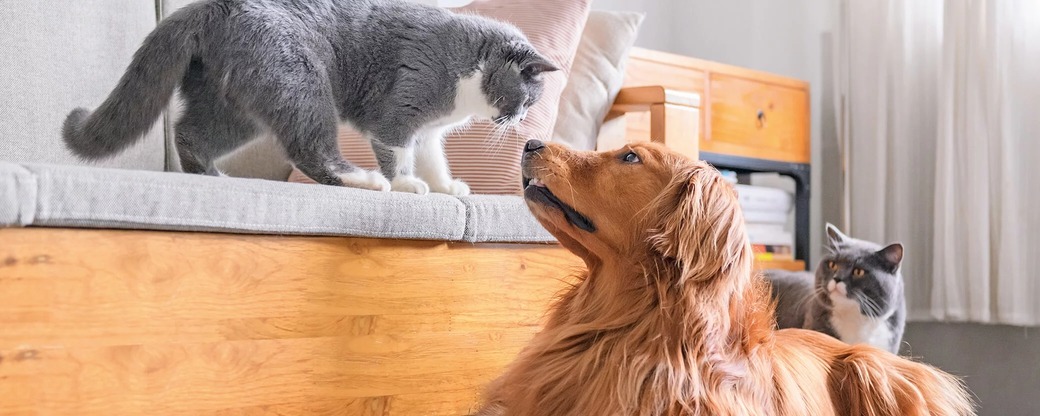 Doppelherz für Tiere 