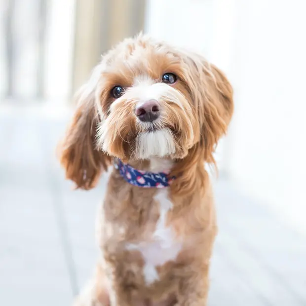 Кафяв малък пудел гледа към обектива